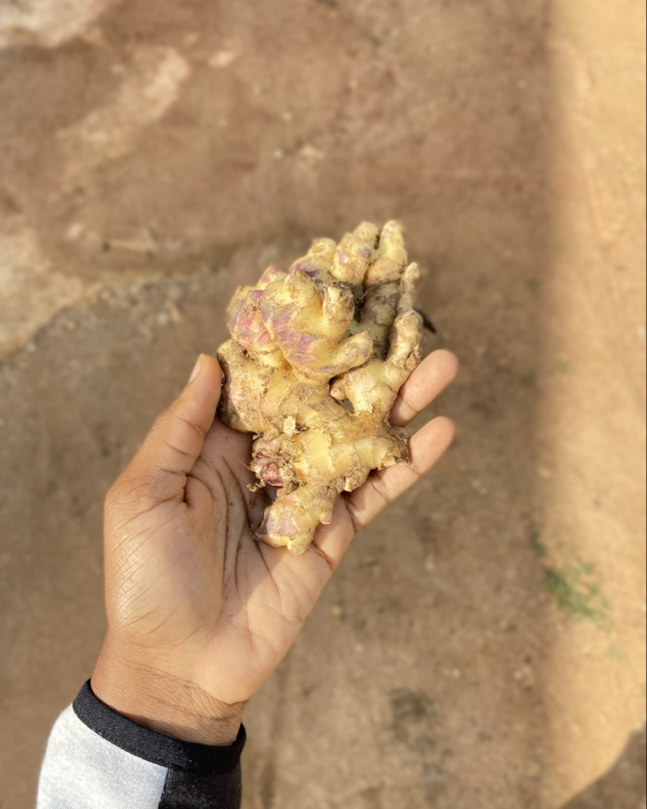 Grown Unpeeled Ginger Pack - Mixed Sizes