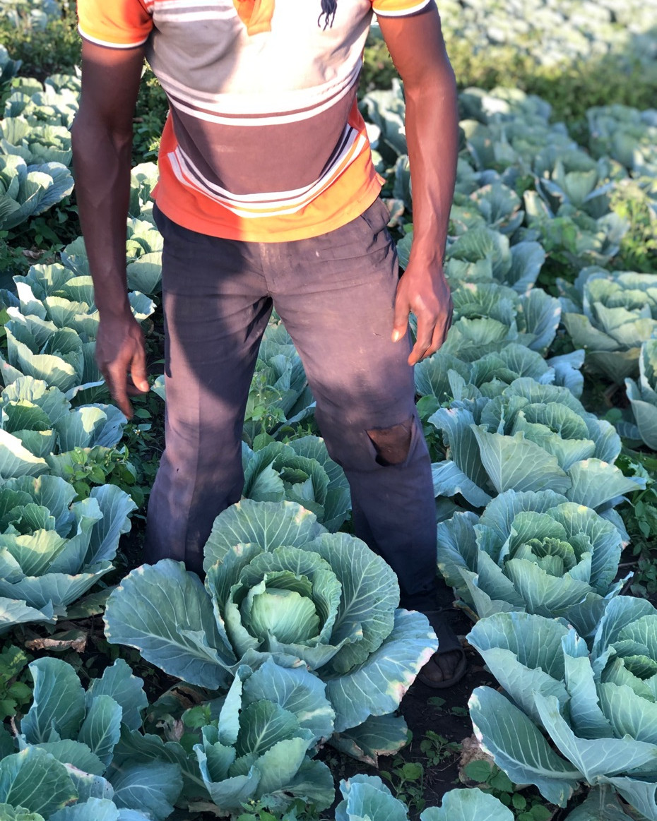 White Cabbage