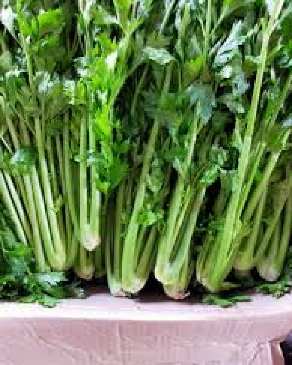 Fresh bunch of Celery
