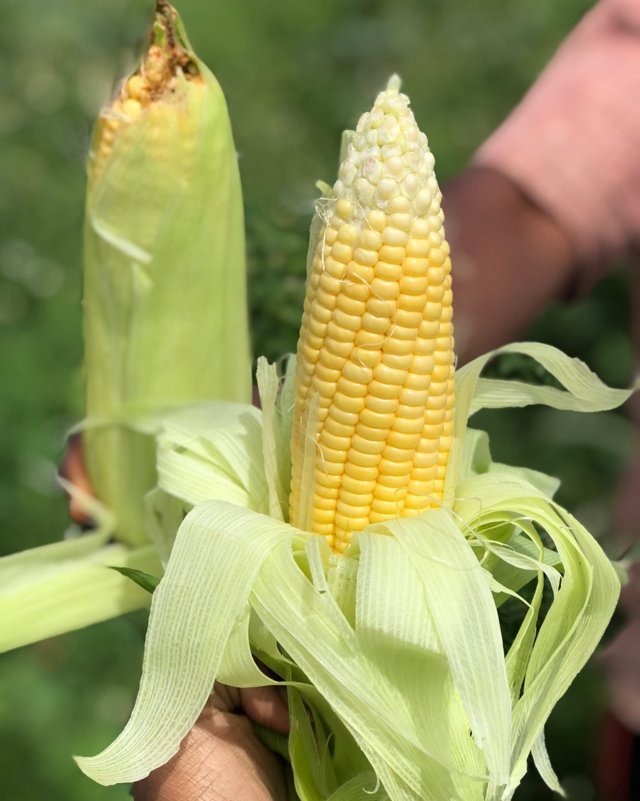 Sweet Corn - 1kg 2 - 3pcs