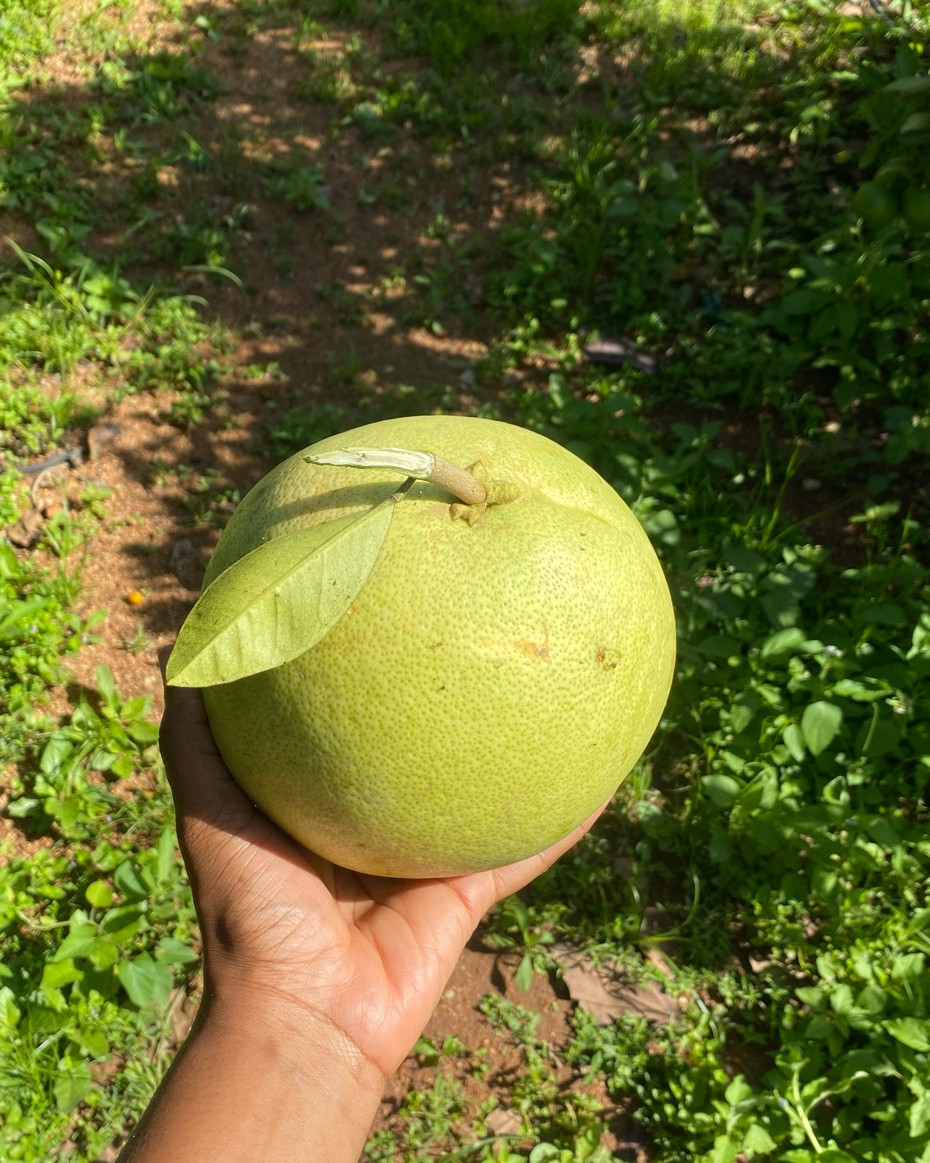 Pomelo - 1kg Approx. 2 - 4pcs