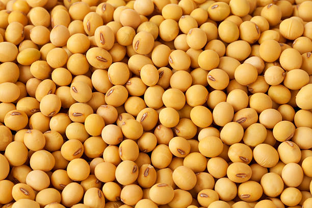 SoyBeans