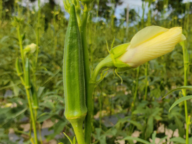 Fresh Okra (Bhindi / Lady’s Finger