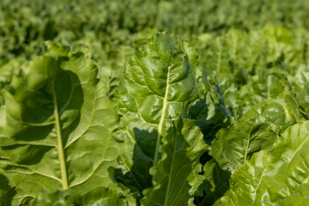 Fresh Spinach