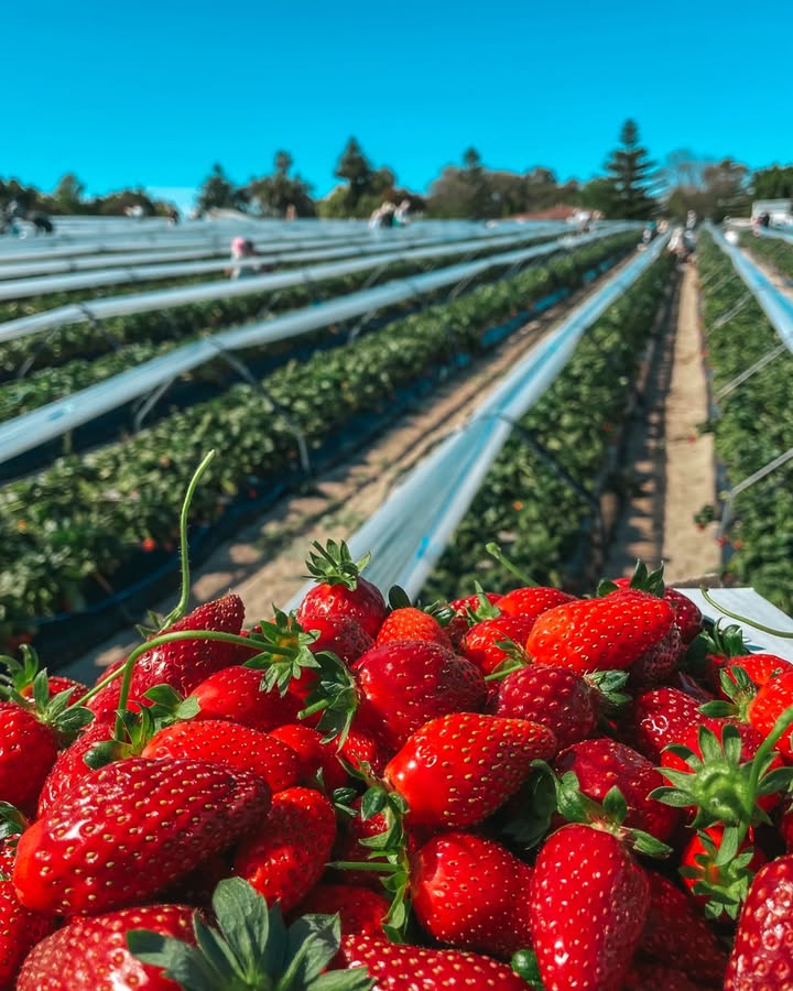 Strawberries